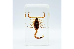 BETENSH Bee, Scorpion, Scarab and Other Insect Specimens, Transparent Resin Amber, Very Suitable for Kids Educational Science Specimens, Collection, Decoration 2.4″*1.4″*0.7″ (Scorpion)