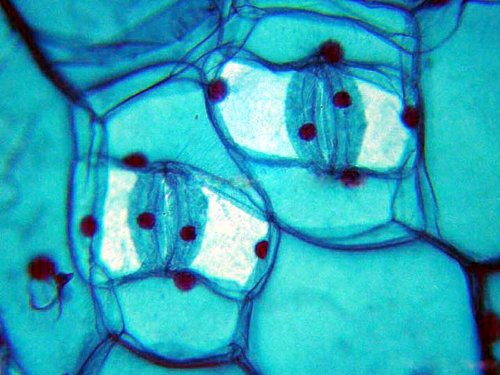 6 AmScope+PS100A+Microscope+Biological+Education