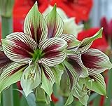 2 Pcs Big Papilio Amaryllis Bulbs Exotic Beautiful Flowers Blooming Sized Bulb Easy to Grow Bulbs Plants Hippeastrum for DIY Home Garden Barbados Lily Flowers