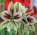 2 Pcs Big Papilio Amaryllis Bulbs Exotic Beautiful Flowers Blooming Sized Bulb Easy to Grow Bulbs Plants Hippeastrum for DIY Home Garden Barbados Lily Flowers