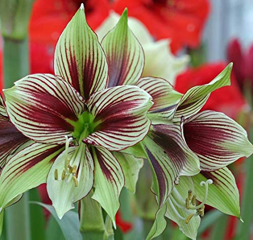 2 Pcs Big Papilio Amaryllis Bulbs Exotic Beautiful Flowers Blooming Sized Bulb Easy to Grow Bulbs Plants Hippeastrum for DIY Home Garden Barbados Lily Flowers 2 Pcs Big Papilio Amaryllis Bulbs Exotic Beautiful Flowers Blooming Sized Bulb Easy to Grow Bulbs Plants Hippeastrum for DIY Home Garden Barbados Lily Flowers