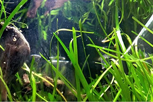 Mainam Jungle Vallisneria Spiralis Rooted Easy Background Live Aquarium Plants Decorations 3 DAYS LIVE GUARANTEED By