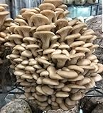 100 Pearl Oyster Mushroom Plug Spawn to Grow