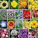 Pollinator Attracting Wildflowers Seeds to Attract Bees, Butterflies, and other Beneficial insects