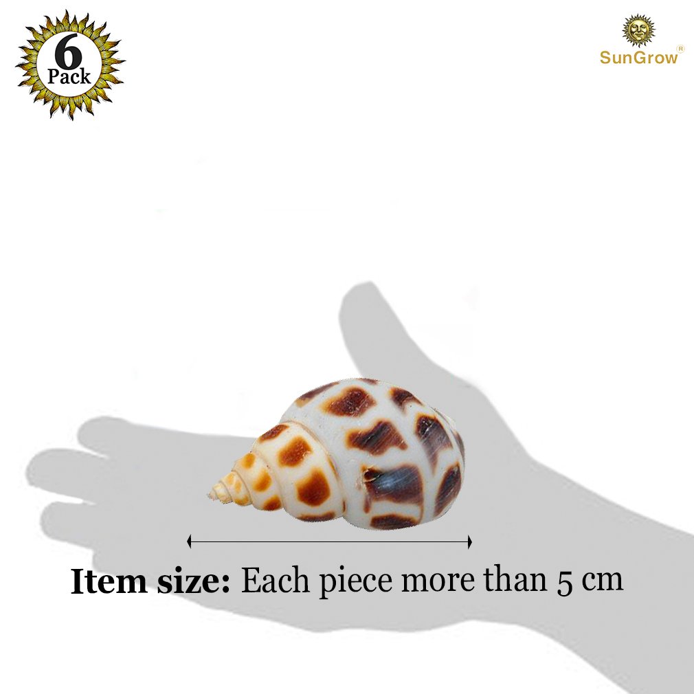 6 Assorted Turbo Hermit Crab Shells --- Growth Shells for Crabs - Essential for Hermies Who Need a New Home - Allows for Proper Growth - Multipurpose Conches for Home, Aquarium or Crab Tank Decor
