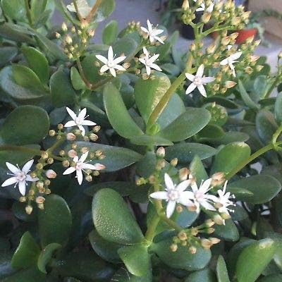 Pretty Jade Crassula Ovata Red Colorful Cactus Succulent Plant Flower 3 Cuttings NHKM13