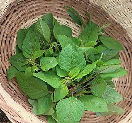 Creative Farmer Vegetable Seeds Amaranthus Leaf Green/Cholai Green Saag Seeds - Amaranthus(Green) Seeds Best Leaf Veggie Home Garden Seeds Home Garden Seeds