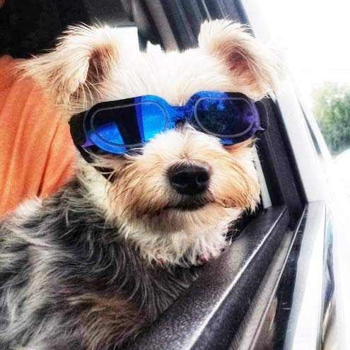 dog motorcycle glasses