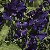 Sweet Pea 'Top Hat' (Lathyrus Odoratus L.) Flower Plant Seeds, Annual Blue Heirloom