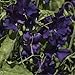 Sweet Pea 'Top Hat' (Lathyrus Odoratus L.) Flower Plant Seeds, Annual Blue Heirloom