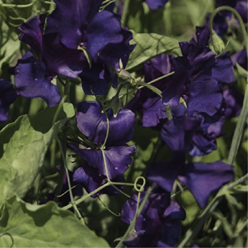 Sweet Pea 'Top Hat' (Lathyrus Odoratus L.) Flower Plant Seeds, Annual Blue Heirloom