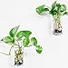 Set of 2 Wall Mounted Clear Glass Terrariums Hanging Flower Vase Square Tube Air Plant Jar