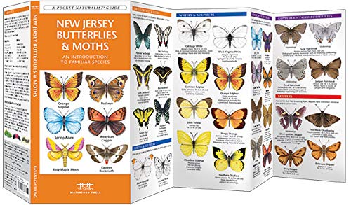 Common Moths In Nj