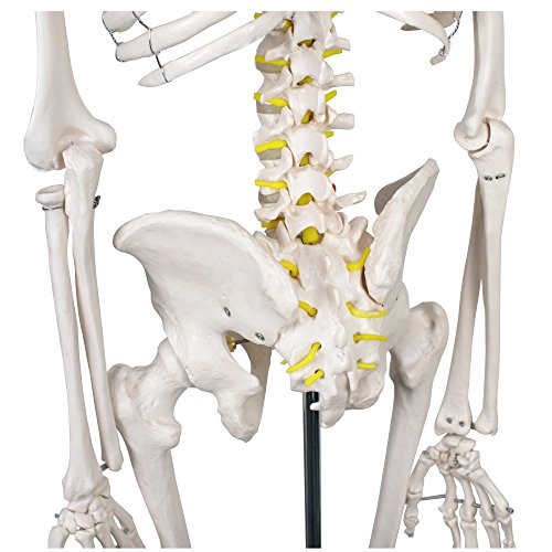 6 ZENY+Skeleton+Medical+Anatomical+Removable