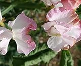 Sweet Pea - Anniversary - 30 Seeds