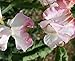 Sweet Pea - Anniversary - 30 Seeds