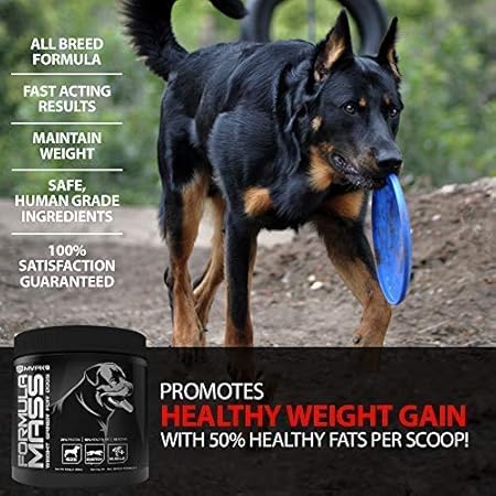 dog mass gainer