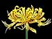 Golden Spider Lily Bulb - Lycoris aurea - Surprise Lily - 10/12 cm