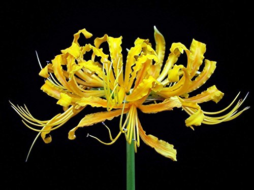 Golden Spider Lily Bulb - Lycoris aurea - Surprise Lily - 10/12 cm Golden Spider Lily Bulb - Lycoris aurea - Surprise Lily - 10/12 cm