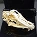 dog Skull Taxidermy supplies art bone vet medicine 1:1
