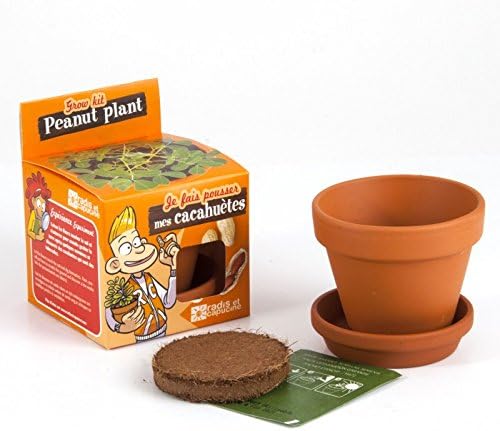 Semillas de cacahuetes en maceta de cultura para niños: Amazon.es ...
