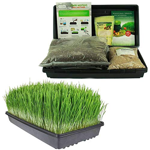 Living Whole Foods Certified Organic Wheatgrass Growing Kit | Grow & Juice Wheat Grass: Trays, Seed, Soil, Instructions, Wheatgrass Book, Trace Mineral Fertilizer & More