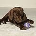 Zanies Tennis Ball Teasers Assorted 6 Pack