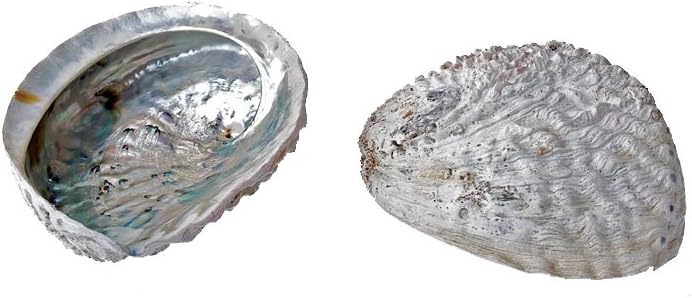 Sacred EssenceWhite Abalone 7-8" Mama Cocha Shell XXL - Incense Deep Smudge Dish