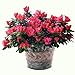 Metal Flower Pot Indoor and Outdoor Planters Galvanized Bucket - 2 Pack Garden Home Fall Decor for Halloween, 9 Inch, Silver