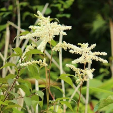 Amazon 紫桜館山の花屋 山野草 トリアシショウマ 鳥足升麻 9cmポット苗 花 Amazon 紫桜館山の花屋 山野草 トリアシショウマ 鳥足升麻 9cmポット苗 花