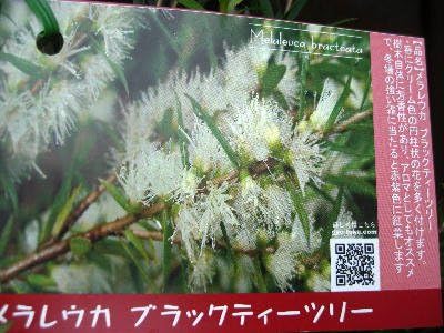 Amazon 常緑中高木 ブラックティーツリー 8号サイズ苗木 植木 Amazon 常緑中高木 ブラックティーツリー 8号サイズ苗木 植木