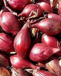 Seeds Red Shallot Onion Heirloom Vegetable for