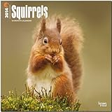 Squirrels 2014 Calendar 18-Month (Multilingual Edition) by 