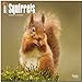 Squirrels 2014 Calendar 18-Month (Multilingual Edition) by 