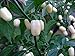 Peruvian White Lightning Habanero Pepper Plant - HOT