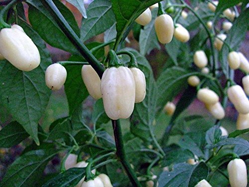 Peruvian White Lightning Habanero Pepper Plant - HOT Peruvian White Lightning Habanero Pepper Plant - HOT