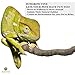6 feet Animal Vine - Twistable, Bendable Branch - Creates Natural-Looking Habitat for Reptiles and Amphibians - Décor & Climbing Toy for Chameleons, Tree Frogs, Geckos - 5 Suction Cups Included