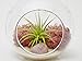 Mini Air Plant Terrarium with Dusty Rose Moss, Natural White Sand & Rose Quartz/3" Round