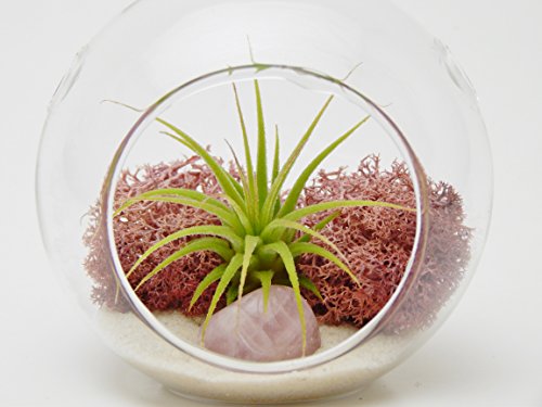 Bliss Gardens Mini Air Plant Terrarium Kit with 3 Bliss Gardens Mini Air Plant Terrarium Kit with 3