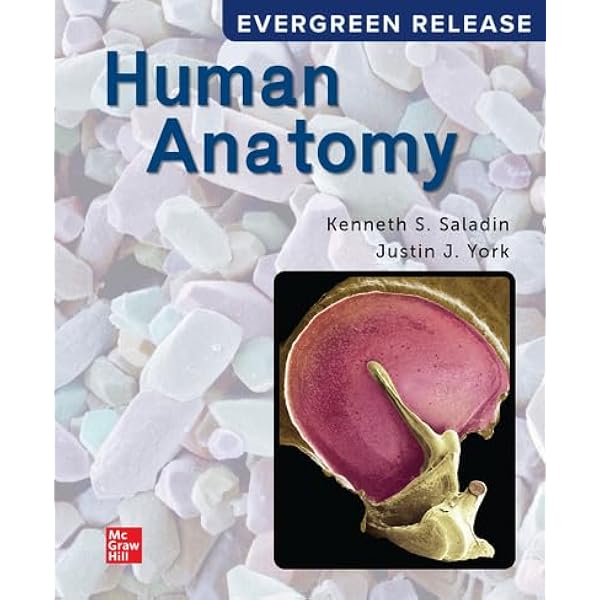 Loose Leaf for Saladin Human Anatomy: 2024 Release: 9781265389161
