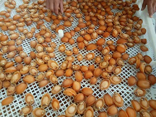 2 Strait+taiwan+dried+cooked+abalone