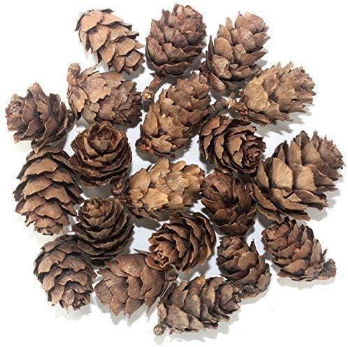 POFET Natural Pine Cones Pineal Gland Aquarium Terrariums Miniature Garden Fairy Gardens Doll House Decoration 1-3cm 50-piece