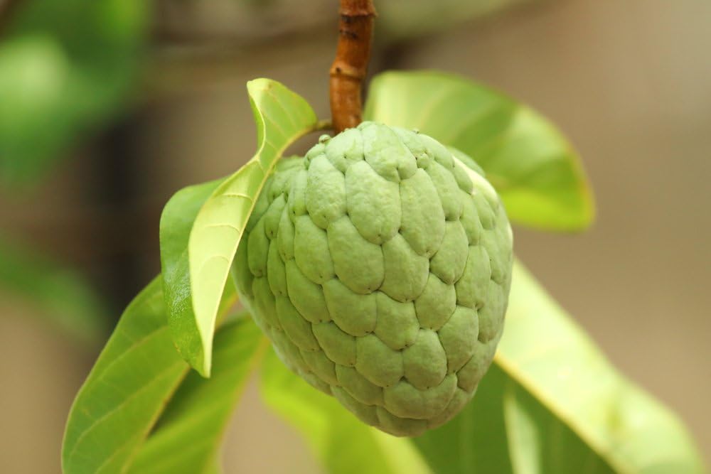 Grow Your Secret Garden Sugar Apple Tree Annona Squamosa Seeds Amazon Co Uk Garden Outdoors