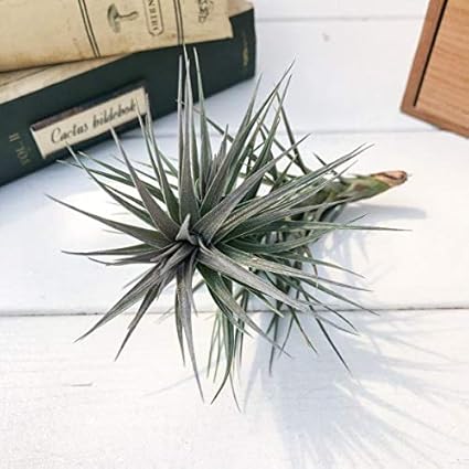 Amazon エアプランツ チランジア アラウジェイ パープルフォーム Tillandsia エアープランツ ティランジア ブロメリア Planchu 観葉植物 通販
