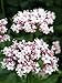 250 VALERIAN (Garden Heliotrope / Heal All) Valeriana Officinalis Herb Flower Seeds