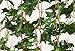 Eastern Fashional Life English Ivy Silk Greenery Wedding Party Garlands(40 Feet)