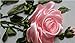 Wandafull Ribbon embroidery Kit Handmade Red Rose (No frame)