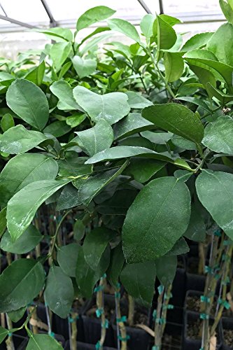 Orlando Tangelo Tree, Mandarin Grapefruit Hybrid Citrus (Excludes: CA,TX,LA,AZ)