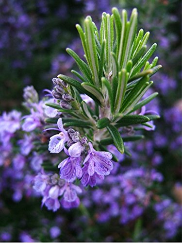 Rosemary (Rosmarinus Officinalis L.) Herbal Plant Heirloom, 80 Seeds