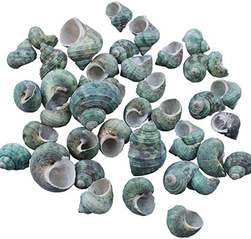 Natural Green Ocean Sea Shells Beach Decor Crafts Aquarium Scrapbook Candle Miniature Decoration (Style C)